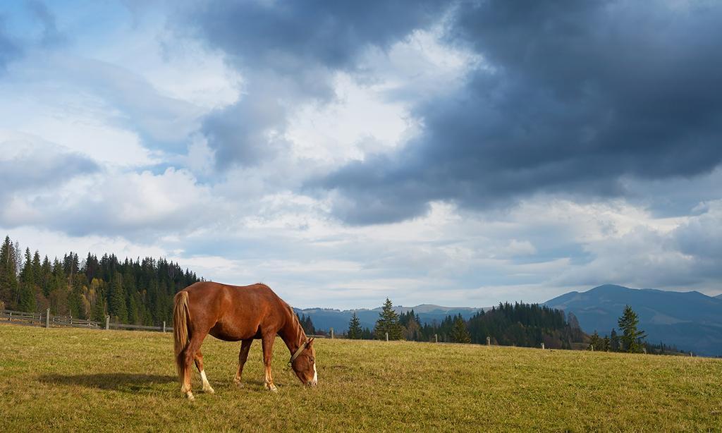 Homes in Mingus Meadows Julie and Dennis Jennings