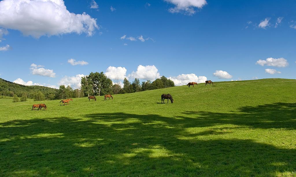 Hidden Valley Ranch Homes in Prescott Julie and Dennis